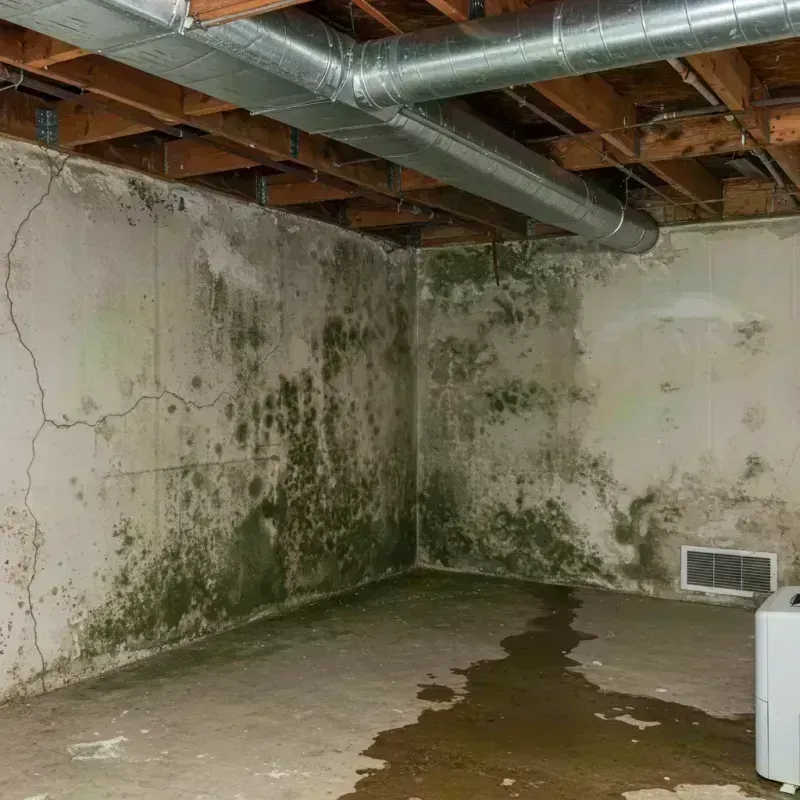 Professional Mold Removal in Gleneagle, CO